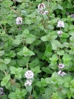Watermunt (Mentha Aquatica)