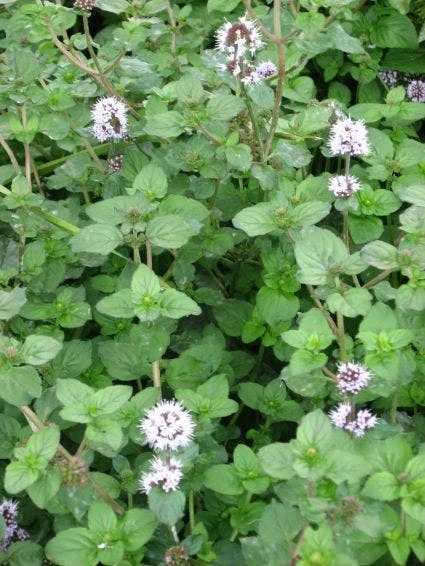 Watermunt (Mentha Aquatica) 3 Watermunt (Mentha Aquatica)
