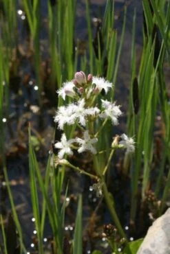 Waterdrieblad (Menyanthes Trifoliata)