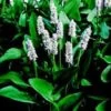 Wit Snoekkruid (Pontederia Cordata 'Alba')
