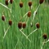 Kleinste Lisdodde (Typha Minima) -Tuinplanten Winkel 20081127130451 1