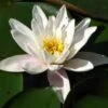 Waterlelie (Nymphaea 'Alba') -Tuinplanten Winkel 20081127130910 1