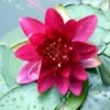 Waterlelie (Nymphaea 'Attraction') -Tuinplanten Winkel 20081127131034 1