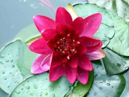 Waterlelie (Nymphaea 'Attraction') 3 Waterlelie (Nymphaea 'Attraction')