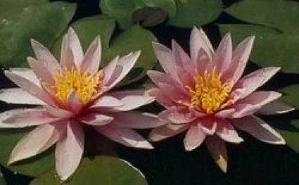 Waterlelie (Nymphaea 'Madame Wilfron Gonnere') 3 Waterlelie (Nymphaea 'Madame Wilfron Gonnere')