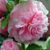 Stokroos (Alcea Rosea 'Charters Double Rosa') -Tuinplanten Winkel 20081210135323 1