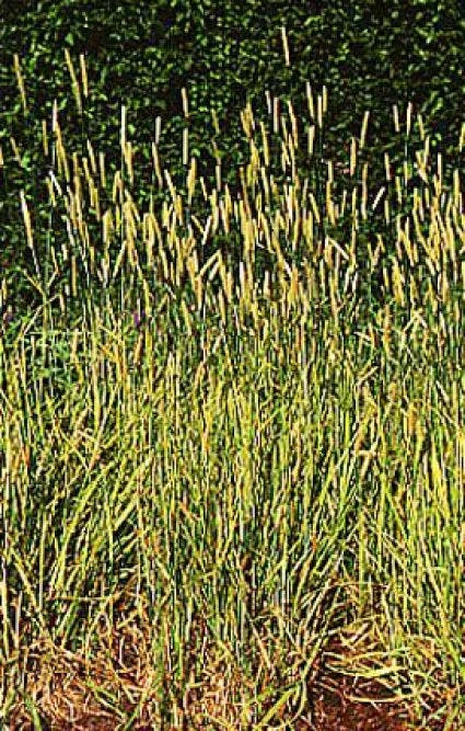 Vossestaart (Alopecurus Pratensis 'Aureovariegatus') 3 Vossestaart (Alopecurus Pratensis 'Aureovariegatus')