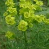 Wolfsmelk (Euphorbia Cyparissias)