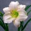 Daglelie (Hemerocallis 'Lullaby Baby')