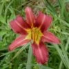 Daglelie (Hemerocallis 'Purple Waters') -Tuinplanten Winkel 20081222101353 1