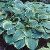 Funkia/Hartlelie (Hosta 'Christmas Tree') -Tuinplanten Winkel 20081222104435 1