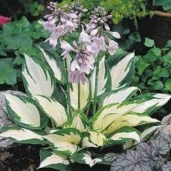 Tuinplanten Winkel -Tuinplanten Winkel 20081222104519 1