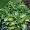 Funkia/Hartlelie (Hosta 'Great Expectations') -Tuinplanten Winkel 20081222105025 1