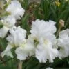 Hoge Baardiris (Iris (G) 'White Knight') 1 Hoge Baardiris (Iris (G) 'White Knight') -Tuinplanten Winkel 20081222114146 1
