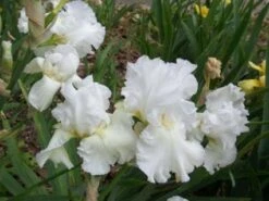 Hoge Baardiris (Iris (G) 'White Knight')