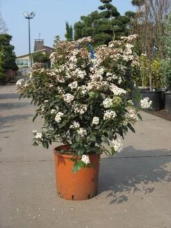Groenblijvende Sneeuwbal (Viburnum Tinus 'Eve Price') 19 Groenblijvende Sneeuwbal (Viburnum Tinus 'Eve Price') -Tuinplanten Winkel 20091125113028 50 10