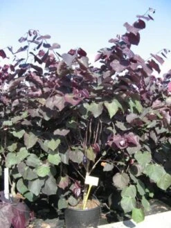 Judasboom Als Struik (Cercis Canadensis 'Forest Pansy') -Tuinplanten Winkel 20091126092410 6