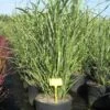 Chinees Riet / Sierriet (Miscanthus Sinensis 'Little Zebra') -Tuinplanten Winkel 20091126120652 2