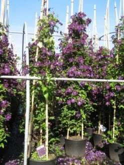 Bosrank (Clematis 'Etoile Violette') -Tuinplanten Winkel 20091126122027 1