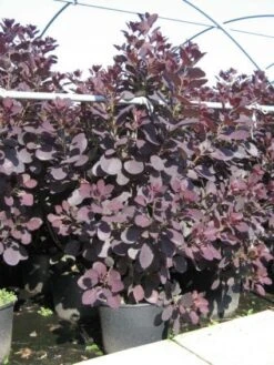Pruikenboom Als Struik (Cotinus Coggygria 'Royal Purple') 15 Pruikenboom Als Struik (Cotinus Coggygria 'Royal Purple') -Tuinplanten Winkel 20091126123928 15