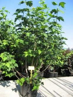 Sneeuwbal (Viburnum Opulus 'Roseum') -Tuinplanten Winkel 20091126125302 9