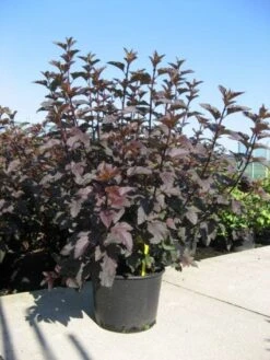 Blaasspirea (Physocarpus Opulifolius 'Diabolo') -Tuinplanten Winkel 20091126125816 6