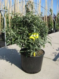 Vlinderstruik (Buddleja 'White Ball') -Tuinplanten Winkel 20091127150611 2