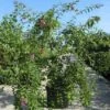 Sering (Syringa Microphylla 'Superba') -Tuinplanten Winkel 20091130090735 10
