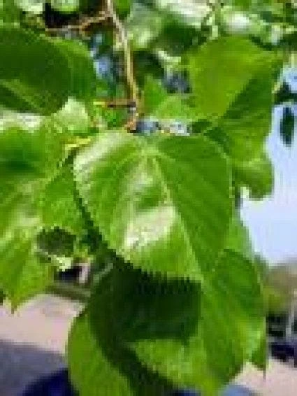 Lindeboom (Tilia Platyphyllos) 4 Lindeboom (Tilia Platyphyllos) - Afbeelding 2