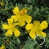 Hertshooi (Hypericum Olympicum (polyphyllum)) -Tuinplanten Winkel 20091215171955 1