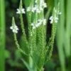IJzerhard (Verbena Hastata 'Alba') 1 IJzerhard (Verbena Hastata 'Alba') -Tuinplanten Winkel 20091216123718 1