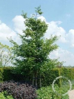 Meidoorn Als Boom (Crataegus Persimilis 'Splendens') 7 Meidoorn Als Boom (Crataegus Persimilis 'Splendens') -Tuinplanten Winkel 20091221124141 10