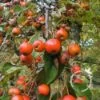 Sierappel (Malus 'Professor Sprenger') -Tuinplanten Winkel 20091222104821 11
