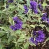 Caryopteris (Caryopteris Clandonensis 'Kew Blue') -Tuinplanten Winkel 20091230140320 1