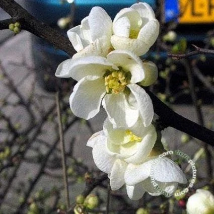 Japanse Kwee (Chaenomeles Superba 'Jet Trail') 4 Japanse Kwee (Chaenomeles Superba 'Jet Trail') - Afbeelding 2