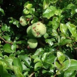 Japanse Kwee (Chaenomeles Superba 'Jet Trail')