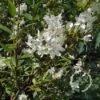 Bruidsbloem (Deutzia Gracilis) -Tuinplanten Winkel 20091231123607 4