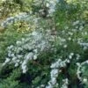 Bruidsbloem (Deutzia Magnifica) -Tuinplanten Winkel 20091231124018 6 3 3