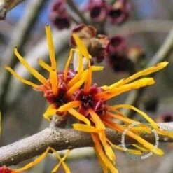 Toverhazelaar (Hamamelis Intermedia 'Jelena') 8 Toverhazelaar (Hamamelis Intermedia 'Jelena') -Tuinplanten Winkel 20091231150858 35 7