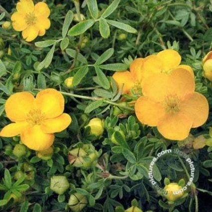 Ganzerik (Potentilla Fruticosa 'Tangerine') 3 Ganzerik (Potentilla Fruticosa 'Tangerine')