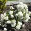 Sneeuwbal (Viburnum 'Eskimo') -Tuinplanten Winkel 20100105145459 3