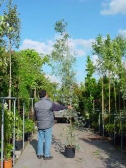 Winterharde Gomboom (Eucalyptus Gunnii) -Tuinplanten Winkel 20100217171043 5