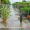 Nieuw Zeelands Vlas (Phormium Tenax) -Tuinplanten Winkel 20100218103634 7