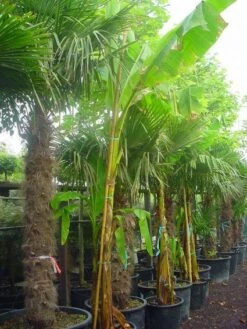 Bananenboom (Musa Basjoo) -Tuinplanten Winkel 20100218114651 6