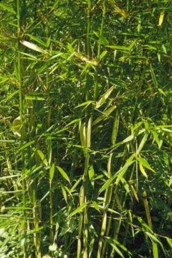 Niet Woekerende Bamboe (Fargesia Robusta) -Tuinplanten Winkel 20100223184938 5