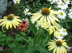 Zonnehoed (Echinacea Purpurea 'Sunrise') 27 Zonnehoed (Echinacea Purpurea 'Sunrise') -Tuinplanten Winkel 20100224095526 1