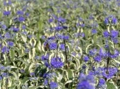 Caryopteris (Caryopteris 'White Surprise') -Tuinplanten Winkel 20100224133352 1