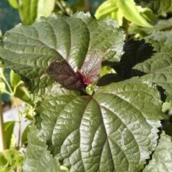 Pindakaasboom (Clerodendrum Bungei) -Tuinplanten Winkel 20100224142854 2