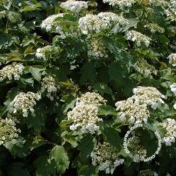 Gelderse Roos (Viburnum Opulus 'Compactum') 6 Gelderse Roos (Viburnum Opulus 'Compactum') -Tuinplanten Winkel 20100225153219 3