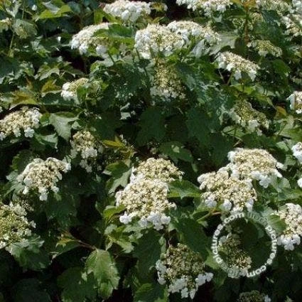 Gelderse Roos (Viburnum Opulus 'Compactum') 4 Gelderse Roos (Viburnum Opulus 'Compactum') - Afbeelding 2
